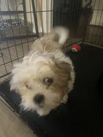 Emma, a female Shih Tzu for sale in Riverview, FL – 3 of 7