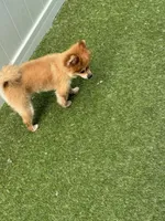 Rushaun, a male Pomeranian for sale in Riverview, FL – 7 of 7