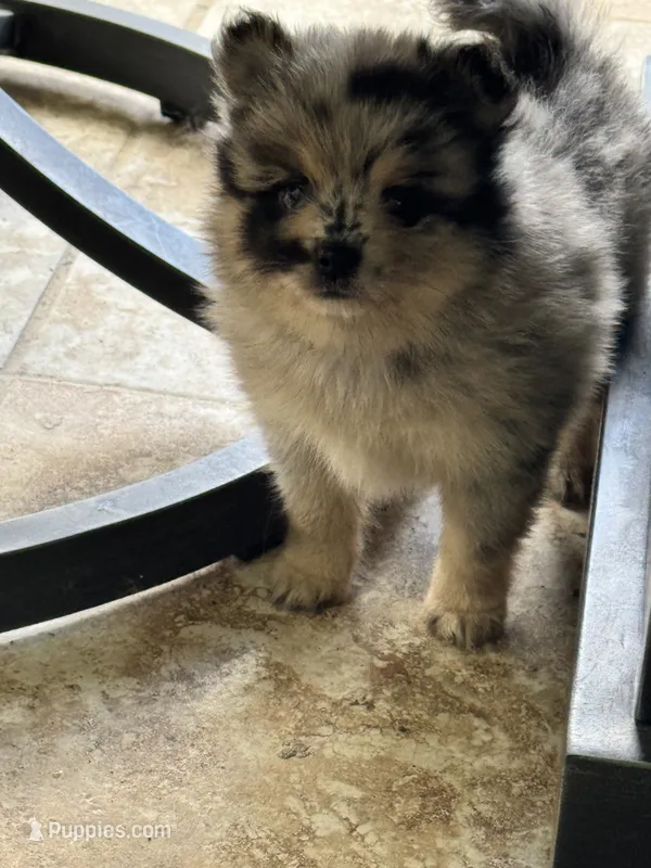 Itsi – Pomsky puppy for sale in Riverview, FL