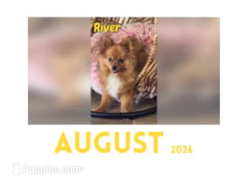 River – Pomeranian puppy for sale in Riverview, FL
