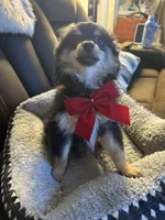 Zain, a male Pomeranian for sale in Riverview, FL – 5 of 7