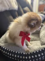 Patches, a male Pomeranian for sale in Riverview, FL – 2 of 8
