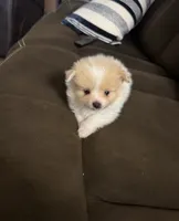 Pixie, a female Pomeranian for sale in Riverview, FL – 3 of 10