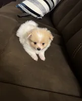 Pixie, a female Pomeranian for sale in Riverview, FL – 2 of 10