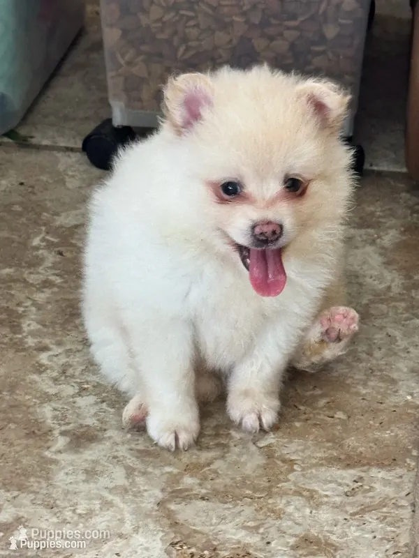 Lucky  – Pomsky puppy for sale in Riverview, FL