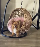River, a male Pomeranian for sale in Riverview, FL – 2 of 5