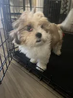 Emma, a female Shih Tzu for sale in Riverview, FL – 6 of 7