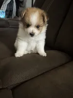 Patch, a male Pomeranian for sale in Riverview, FL – 5 of 10