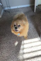 Rushaun, a male Pomeranian for sale in Riverview, FL – 3 of 7