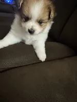 Patch, a male Pomeranian for sale in Riverview, FL – 3 of 10