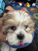 Emma, a female Shih Tzu for sale in Riverview, FL – 5 of 7