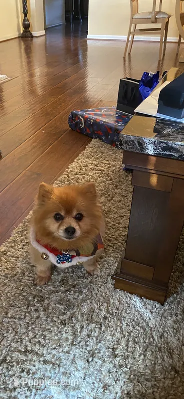 Rushaun – Pomeranian puppy for sale in Riverview, FL