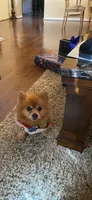 Rushaun, a male Pomeranian for sale in Riverview, FL – 1 of 7