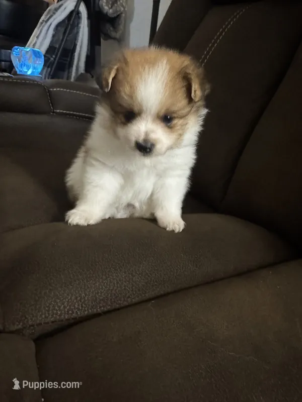 Patch – Pomeranian puppy for sale in Riverview, FL