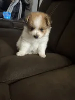 Patch, a male Pomeranian for sale in Riverview, FL – 1 of 10