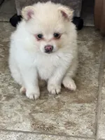 Lucky , a male Pomsky for sale in Riverview, FL – 2 of 5
