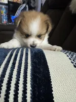 Patch, a male Pomeranian for sale in Riverview, FL – 2 of 10