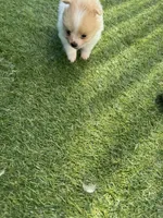 Pixie, a female Pomeranian for sale in Riverview, FL – 8 of 10