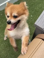 Rushaun, a male Pomeranian for sale in Riverview, FL – 5 of 7