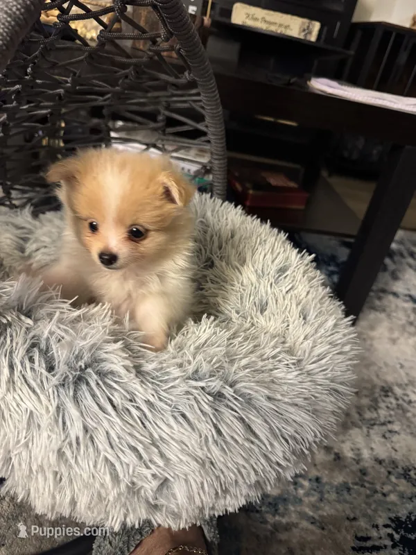 Pixie – Pomeranian puppy for sale in Riverview, FL