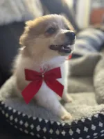 Patches, a male Pomeranian for sale in Riverview, FL – 3 of 8