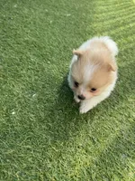 Pixie, a female Pomeranian for sale in Riverview, FL – 4 of 10