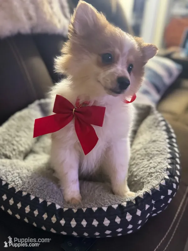 Patches, a male Pomeranian for sale in Riverview, FL – 1 of 8