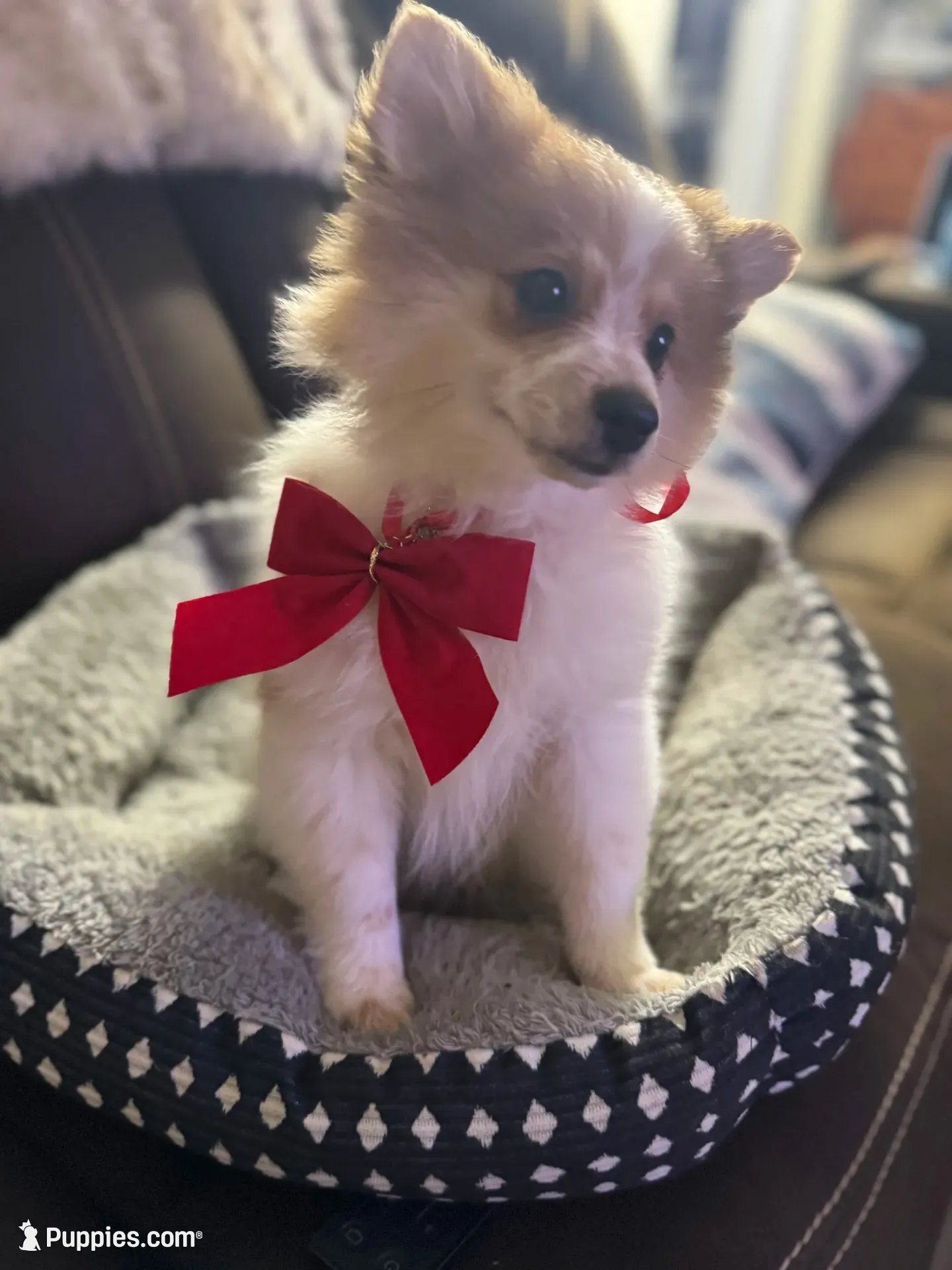 Patches, a male Pomeranian for sale in Riverview, FL – 1 of 8