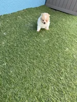 Pixie, a female Pomeranian for sale in Riverview, FL – 7 of 10