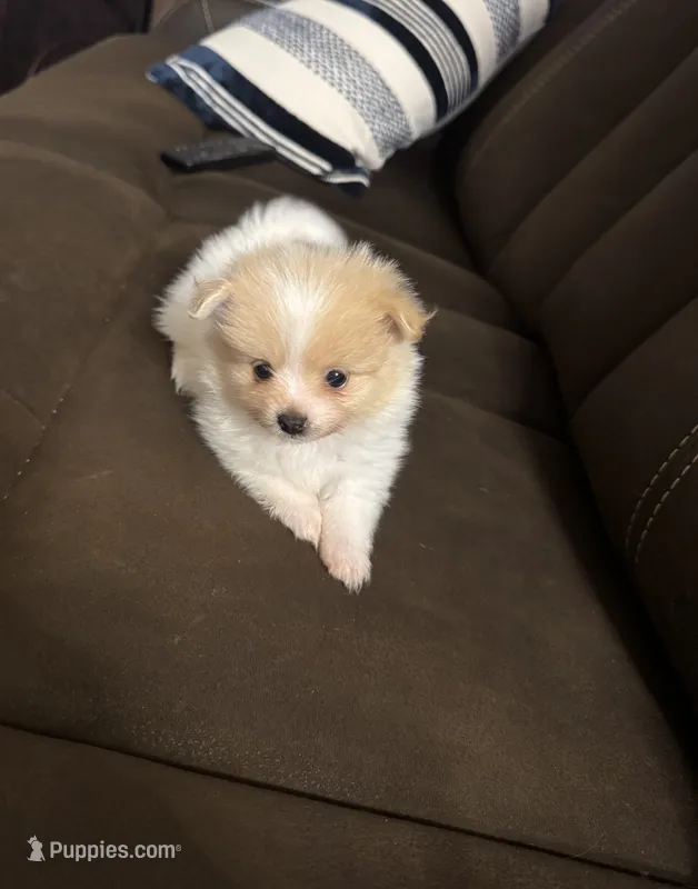 Pixie – Pomeranian puppy for sale in Riverview, FL