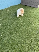 Pixie, a female Pomeranian for sale in Riverview, FL – 10 of 10