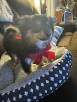 Zain, a male Pomeranian for sale in Riverview, FL – 7 of 7