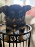 Timber, a male Pomeranian and Yorkshire Terrier for sale in Aurora, CO – Photo 4 of 6