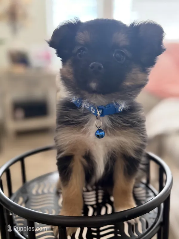 Marco – Pomeranian, Yorkshire Terrier puppy for sale in Aurora, CO