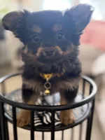 Timber, a male Pomeranian and Yorkshire Terrier for sale in Aurora, CO – Photo 1 of 6