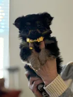 Timber, a male Pomeranian and Yorkshire Terrier for sale in Aurora, CO – Photo 2 of 6