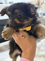 Timber, a male Pomeranian and Yorkshire Terrier for sale in Aurora, CO – Photo 5 of 6