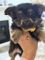 Timber, a male Pomeranian and Yorkshire Terrier for sale in Aurora, CO – Photo 6 of 6