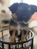 Marco, a male Pomeranian and Yorkshire Terrier for sale in Aurora, CO – Photo 5 of 6