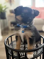 Marco, a male Pomeranian and Yorkshire Terrier for sale in Aurora, CO – Photo 6 of 6