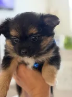 Marco, a male Pomeranian and Yorkshire Terrier for sale in Aurora, CO – Photo 3 of 6