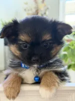 Marco, a male Pomeranian and Yorkshire Terrier for sale in Aurora, CO – Photo 4 of 6