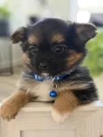 Marco, a male Pomeranian and Yorkshire Terrier for sale in Aurora, CO – Photo 2 of 6