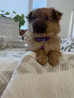 Maple, a male Pomeranian and Yorkshire Terrier for sale in Aurora, CO – Photo 4 of 5