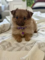 Maple, a male Pomeranian and Yorkshire Terrier for sale in Aurora, CO – Photo 2 of 5