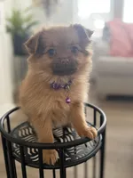 Maple, a male Pomeranian and Yorkshire Terrier for sale in Aurora, CO – Photo 3 of 5