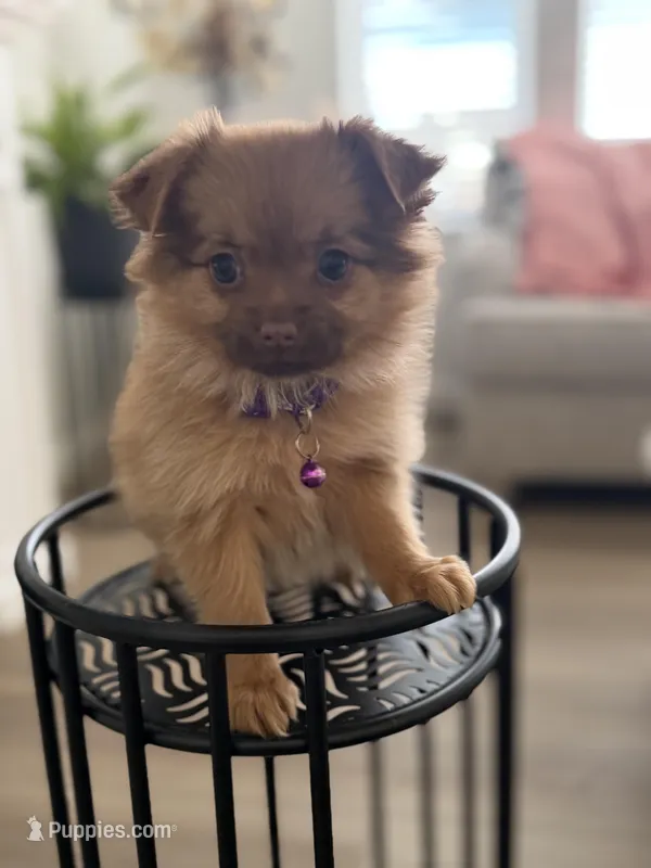 Maple – Pomeranian, Yorkshire Terrier puppy for sale in Aurora, CO