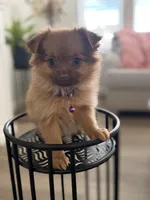 Maple, a male Pomeranian and Yorkshire Terrier for sale in Aurora, CO – Photo 1 of 5