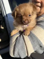 Maple, a male Pomeranian and Yorkshire Terrier for sale in Aurora, CO – Photo 5 of 5
