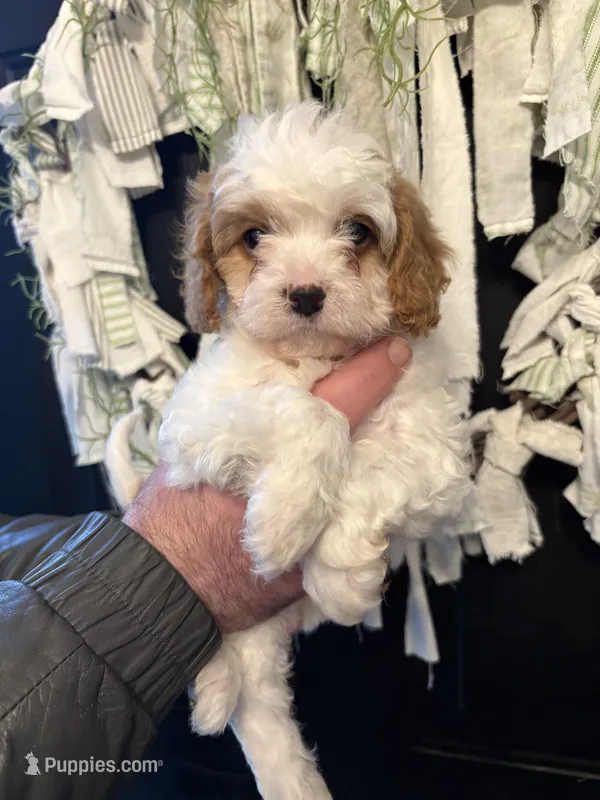 Cavapoo – Cavapoo puppy for sale in Canal Fulton, OH